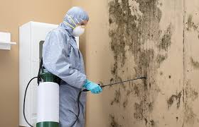 Trusted Eggertsville, NY Mold Removal Experts